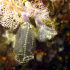 Glass bell tunicate - Image