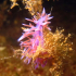 Nudibranch - Image