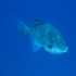 Triggerfish - Image
