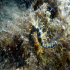 Common seahorse - Image