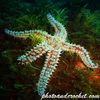 Sea Stars
