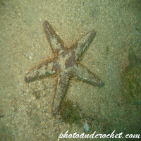 Sea Stars