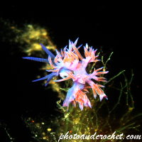 Nudibranch - Image