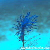 Nudibranch - Image