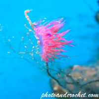 Nudibranch - Image