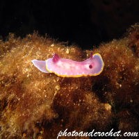 Nudibranch - Image