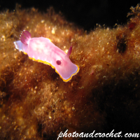 Sea slugs