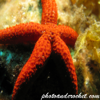 ดาวทะเล – Asteroidea