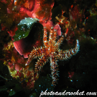 Coscinasteria tenuispina - Image
