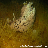 Sea hare - Image