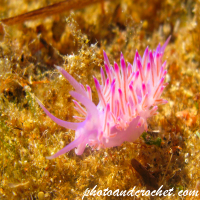 Nudibranch - Image