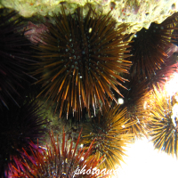 Black sea urchin - Image