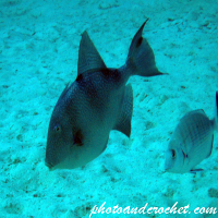 Triggerfish