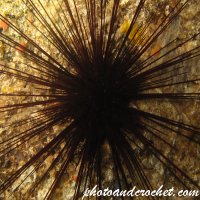 Long-spined black sea urchin - Image