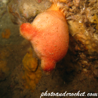 Tunicates