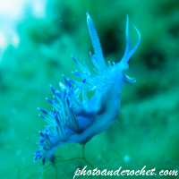 Sea slugs