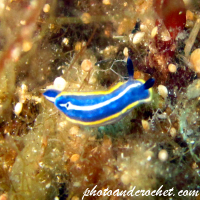 Nudibranch - Image