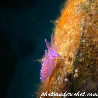 Nudibranch - Image