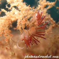 Nudibranch - Image
