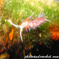 Nudibranch - Image