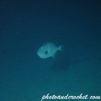 Underwater and Sealife