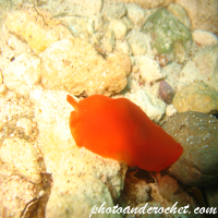 Sea hare - Image