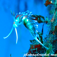 Nudibranch - Image