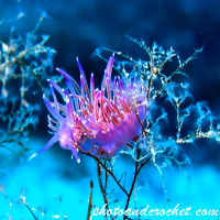 Nudibranch - Image