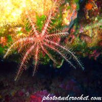 Crinoid - Image