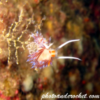 Nudibranch - Image