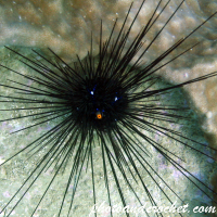 Sea Urchins