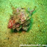 Purple dye murex - Image