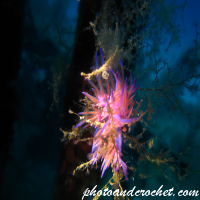 Underwater and Sealife