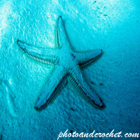 Sea Stars