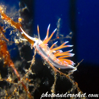 Nudibranch - Image