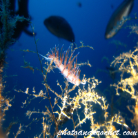 Underwater and Sealife