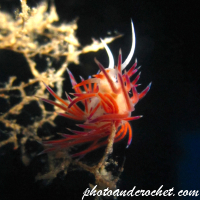 Nudibranch - Image