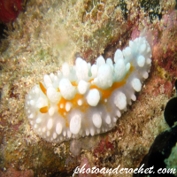 Phyllidia ocellata  - Image