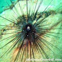 Long-spined black sea urchin - Image