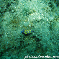 Nudibranch - Image