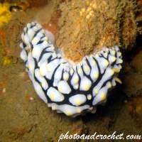 Nudibranch - Image