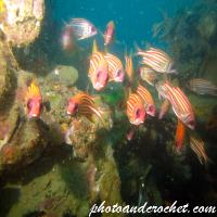 Squirrelfish