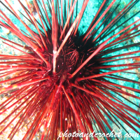 Sea Urchins