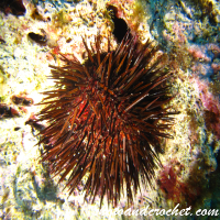 Black sea urchin - Image