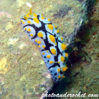 Nudibranch - Image