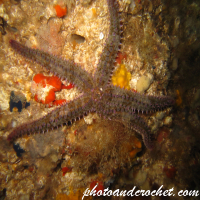 Sea Stars