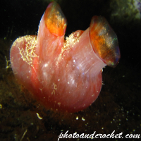 Tunicates