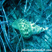 Knobbed triton - Image