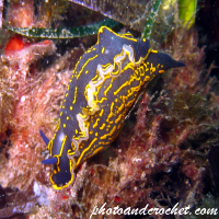 Nudibranch - Image
