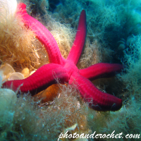 Sea Stars